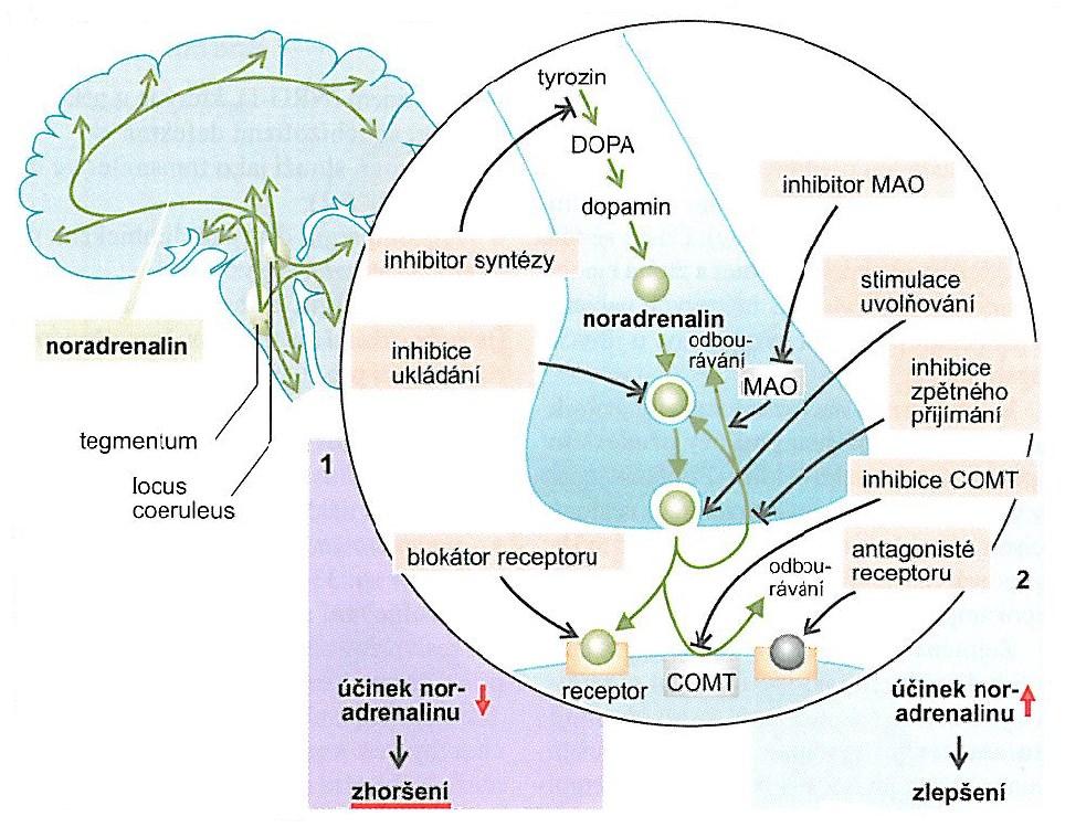 účinku serotoninu (2) se objevuje antidepresivní účinek.