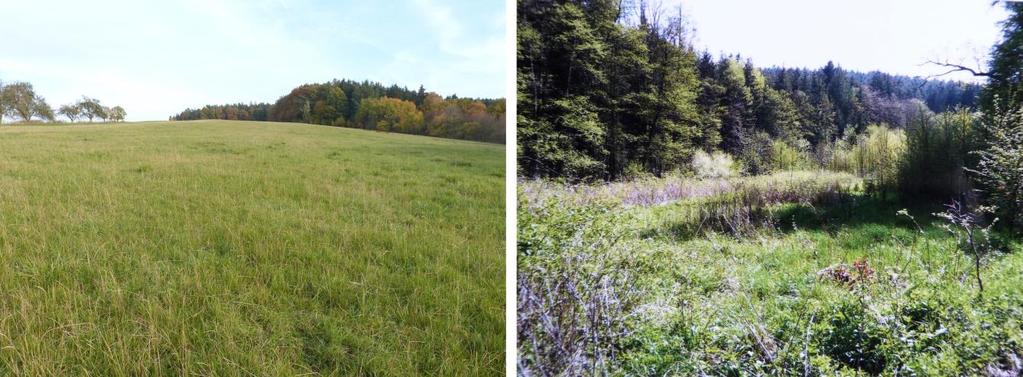 Obr. 4: Luční porost v pokročilém vegetačním stádiu, obr. 5: Lesní biotop.