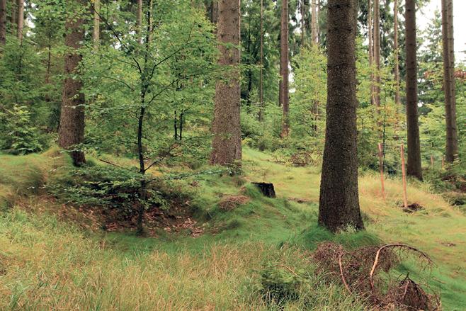 Příprava porostu na přestavbu Postupy přestavby lesa doporučované pro menší prostorové jednotky jsou často aplikovány v rozsáhlých, strukturně homogenních porostech vzniklých holosečnou obnovou.
