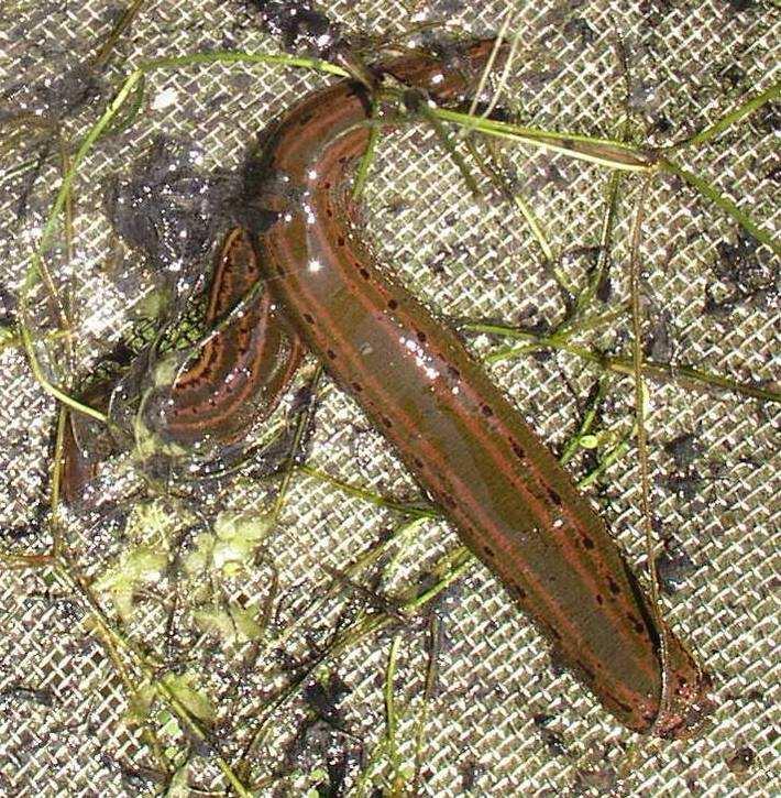 při pohybu po podkladu, který se děje píďalkovitým pohybem pomocí obou přísavek, a při plavání, které probíhá dorzoventrální undulací.