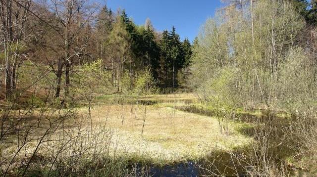 Obrázek 8-3 Rašeliniště Březina (foto Karel Tvrdík, mapy.cz) V rašeliništi se nachází dva ostrůvky živé rašeliny.