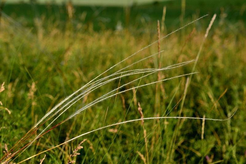 CHLOUMEK Obrázek 8-6 kavyl tenkolistý (Stipa tirsa) v PP Chloumek (foto: Petr Kinšt, CC BY-SA 3.