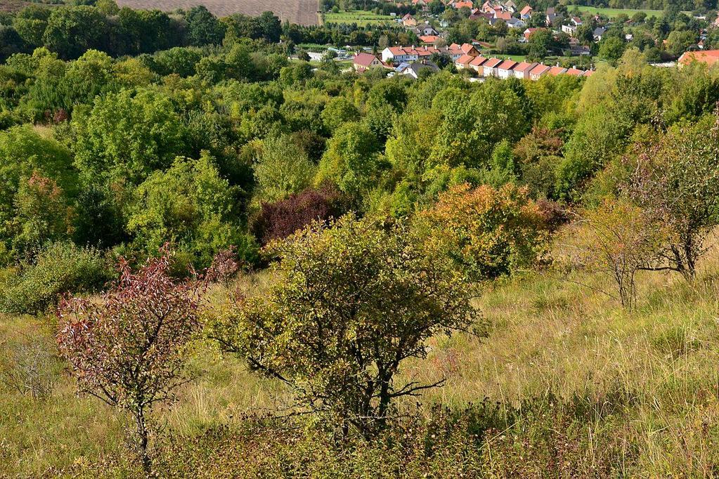 J až JZ svah Lovoše je, mimo stepní lysinu a její křovinatý lem, porostlý listnatým lesem s dubem, habrem a s množstvím křovin (líska, babyka, šipák, dřín aj.).