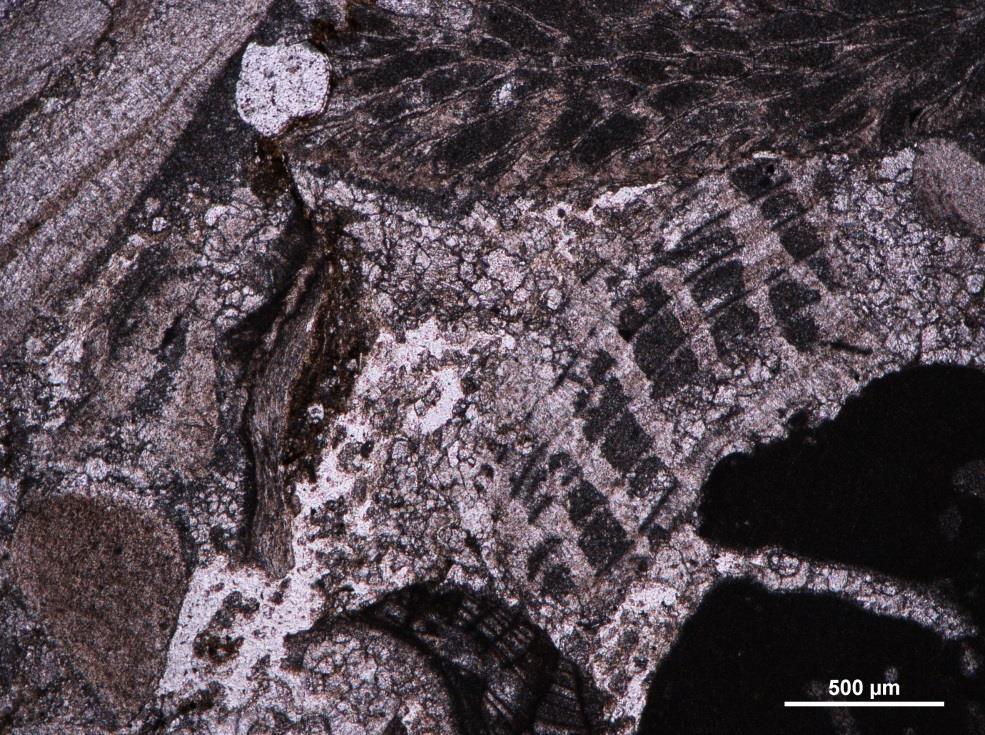 Obrázek 4-9. Biosparitický vápenec, skeletový výchoz poblíž Zaječího vrchu. Vpravo bioklast rudista, vlevo blíže neurčitelní mlži, nahoře mechovka.