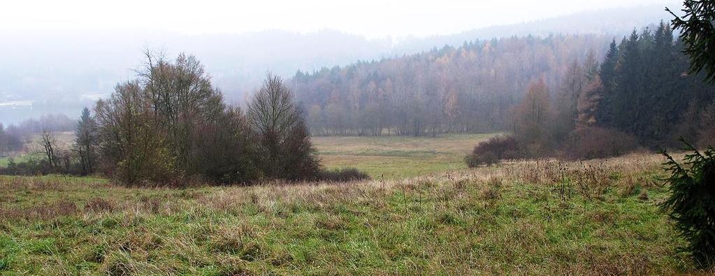 hladýš pruský (Laserpitium prutenicum), vrba rozmarýnolistá (Salix rosmarinifolia) a vstavač obecný (Orchis morio) na jedné z posledních lokalit ve Východních Čechách.