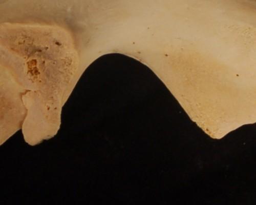 182 Pelikán Josef, Zámečník Tomáš, Velemínská Jana sciatic notch (incisura ischiadica major) from the hip bone to estimate sex of unknown specimens.