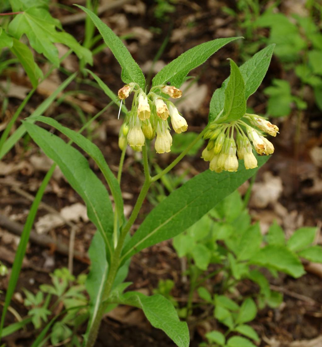 EXKURZE 21 1 2 Obr. 1. Kostival hlíznatý úzkolistý (Symphytum tuberosum subsp. angustifolium) se na západním okraji Tršické pahorkatiny vyskytuje na své absolutní severozápadní areálové hranici. Obr. 2. Pryšec hranatý (Euphorbia angulata), pravděpodobně nejvzácnější druh nalezený na exkurzi; v území se vyskytuje ve stabilních populacích.