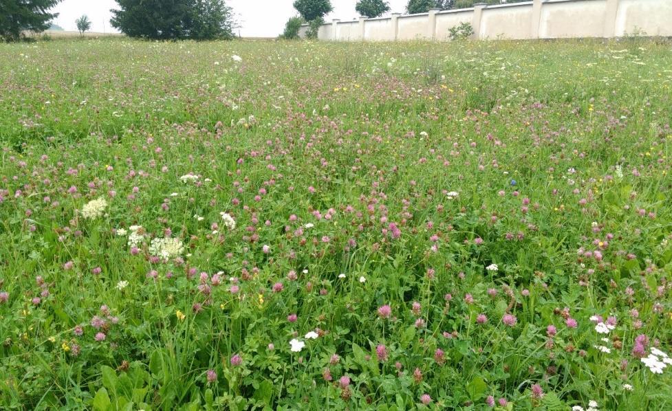 LUČNÍ SPOLEČENSTVA DLE VYUŽITELNOSTI Luční společenstvo je rozděleno do dvou hlavních kategorií využitelnosti