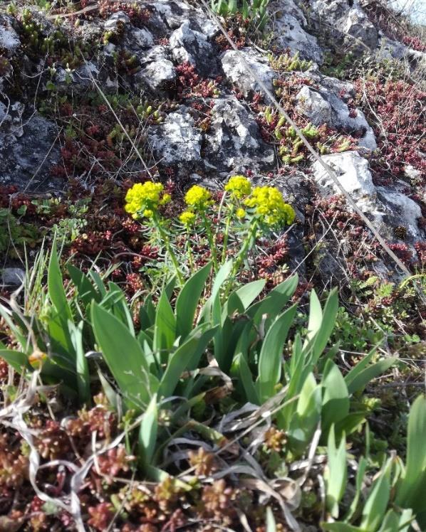 z travin Agrotis tenuis, Festuca ovina a jiné.