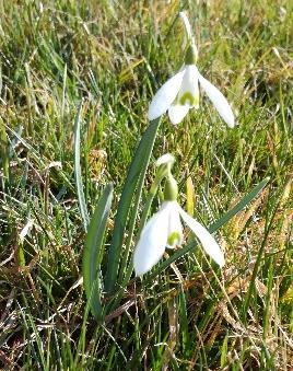 vernus, Muscari botryoides a Muscari neglectum nebo Galanthus