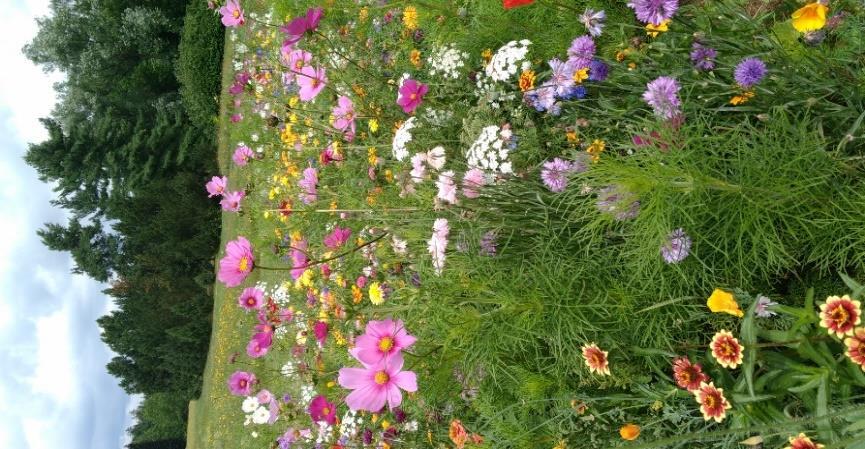 bipinnatus, Calendula officinalis, Daucus carota, Eschscholzia californica, Nigella damascena, Zinnia haageana c).