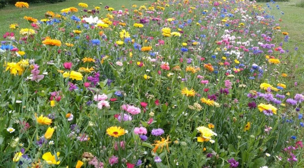 Mezi takové patří například (VLASÁKOVÁ, 2018 Achillea filipendulina, Calendula officinalis, Centaurea cyanus,