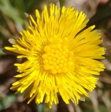 stanoviště Adonis vernalis,