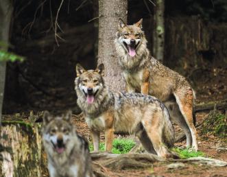 STRANA 12 Aktuálně z Národního parku Bavorský les Z vlčího výběhu Národního parku Bavorský les uteklo šest vlků V noci na pátek utekli vlci ze zvířecího výběhu Národního parku Bavorský les poblíž
