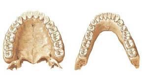 Zuby (Dentes) arcus dentalis superior (maxillaris) elipsa arcus dentalis inferior (mandibularis) parabola trvalé zuby (dentes permanentes) 32