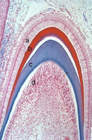 Vývoj zubů = Odontogeneze odontoblasty (dentinoblasti) tvoří (pre)dentin ameloblasty