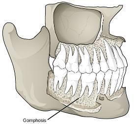 Zuby fixace gomphosis (= vklínění) = dentoalveolární spojení uloženy v kostěném lůžku čelisti