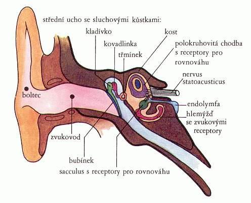 2 ANATOMIE ZEVNÍHO UCHA Zevní ucho (auris externa) se skládá z ušního boltce, zevního zvukovodu a ušního bubínku.