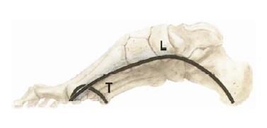 tibialis posterior, musculus flexor digitorum longus, musculus flexor hallucis longus a povrchové krátké svaly planty.