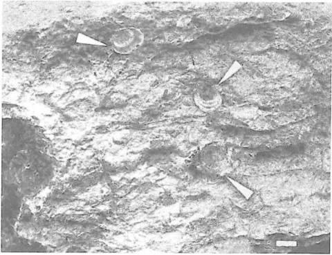 7. Mlži druhu Spondylus sp. (šipky) přisedlí na silicitovém balvanu s hojným výskytem vystupujících křemenných žilek. Úsečka - 1 cm. Foto J. Žítt, 1989.