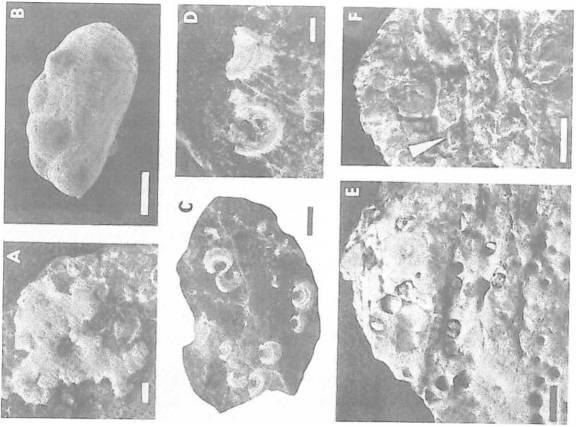 glauconite on northern slopes of the elevations (see fig. 2a) support this interpretation. Very interesting are, however, rapid lateral changes even in the same sedimentary area, e.g. in the vicinity of the elevation IA (see fig.
