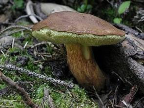 Středoevropský les faktory prostředí Živiny Mykorhiza V lesích má klíčový význam ektotrofní