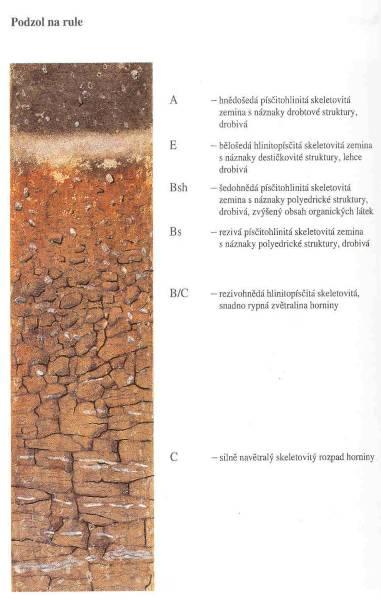 Vztah lesní vegetace a půd Podzol Půdy výskytem vázané na společenstva se silně kyselým opadem (jehličnaté lesy, kosodřevina, vřesoviště), pod kterými dochází k procesu podzolizace.