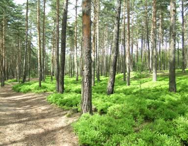 Vztah lesní vegetace a půd Podzol Půdy výskytem vázané na společenstva se silně kyselým opadem (jehličnaté lesy, kosodřevina, vřesoviště), pod kterými dochází k procesu podzolizace.
