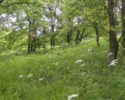Vztah lesní vegetace a půd Luvisoly Půdy vznikající procesem ilimerizace (lessivace), která se projevuje vertikálním přesunem koloidních jílovitých částic, některých volných seskvioxidů a určitého