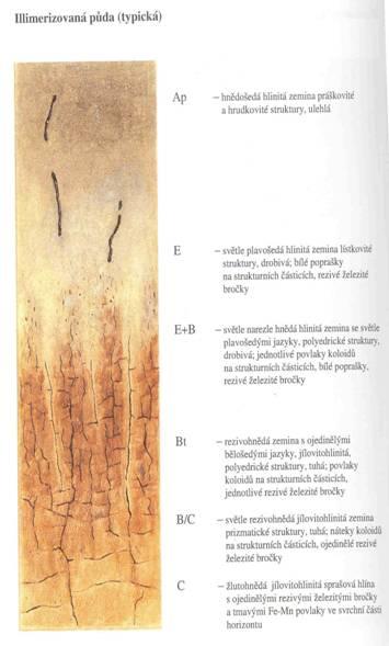 Vztah lesní vegetace a půd Luvisoly Pro těžké ilimerizované půdy jsou typická společenstva smíšených doubrav.