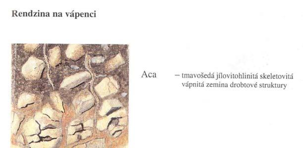 Vztah lesní vegetace a půd Rendzina Půda vznikající dalším vývojem litozemě (slabě vyvinutá, velmi mělká půda, kde kompaktní skála vystupuje v hloubce do 10 cm) na karbonátových