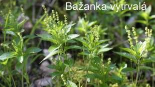 Nyní představujeme další zajímavé kytky. Jedná se o rostliny, které rostou v samotném lužním lese nebo na jeho okraji. V Girově je stále co objevovat.