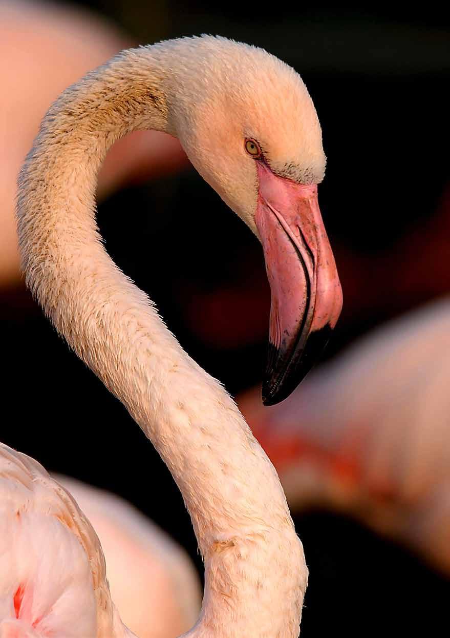VÝROČNÍ ZPRÁVA ZOO HODONÍN ČESKÁ REPUBLIKA