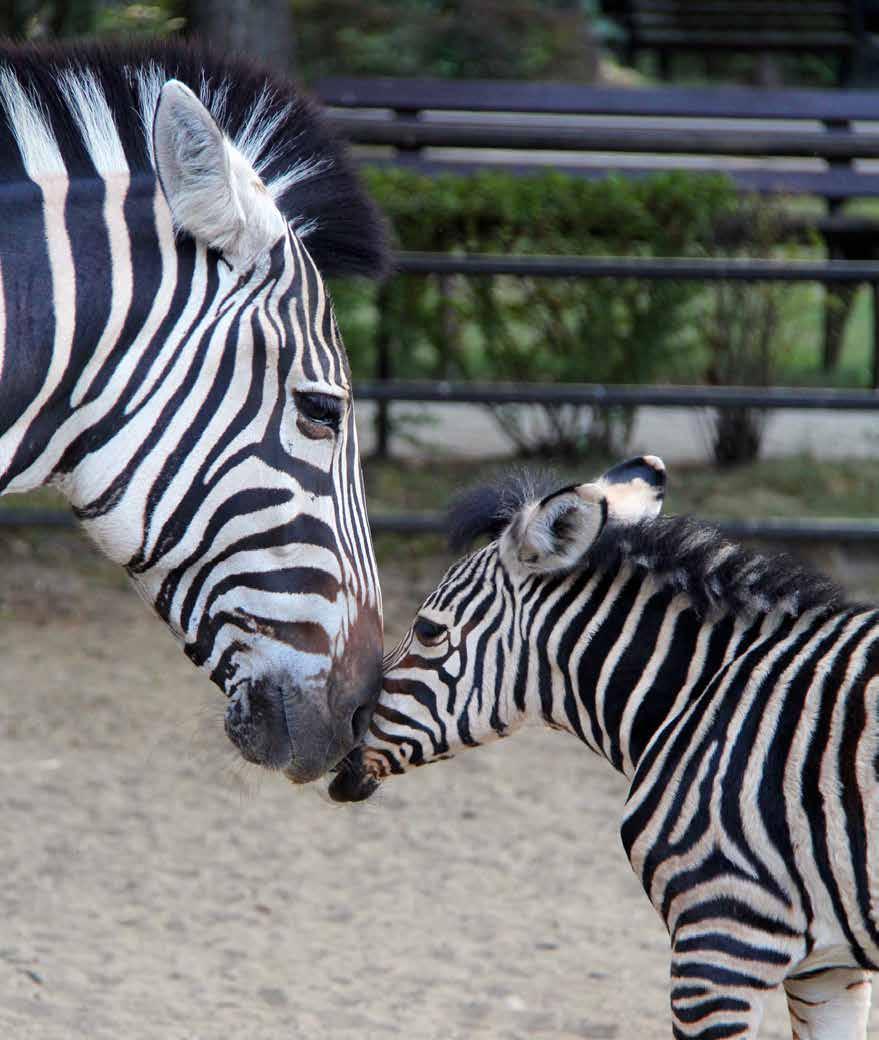 ZOO
