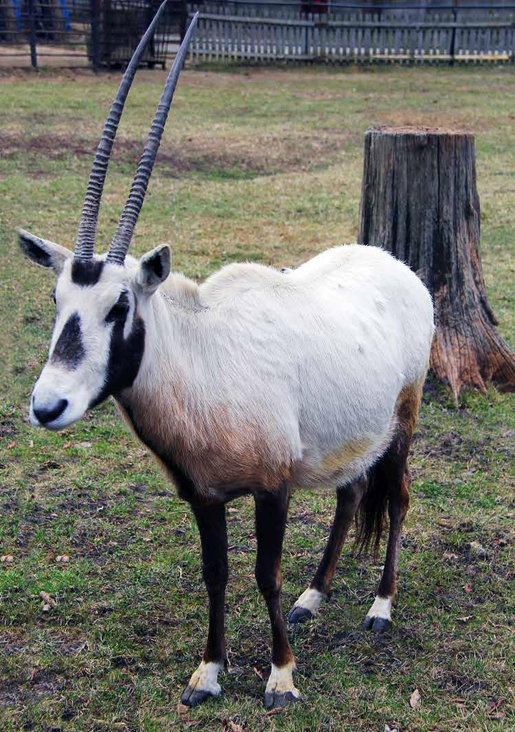 Přímorožec arabský (Oryx leucoryx) Zoologická