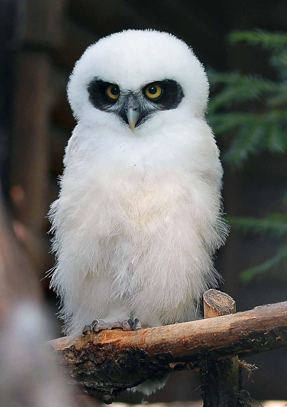 Mládě puštíka brýlatého (Pulsatrix perspicillata)