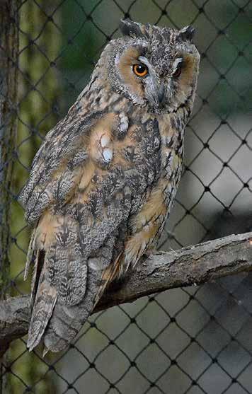 Mláďata sov pálených (Tyto alba) a sýčků obecných (Athene noctua) jsme opět předali do Záchranné stanice a Domu přírody Poodří k vypuštění do přírody.