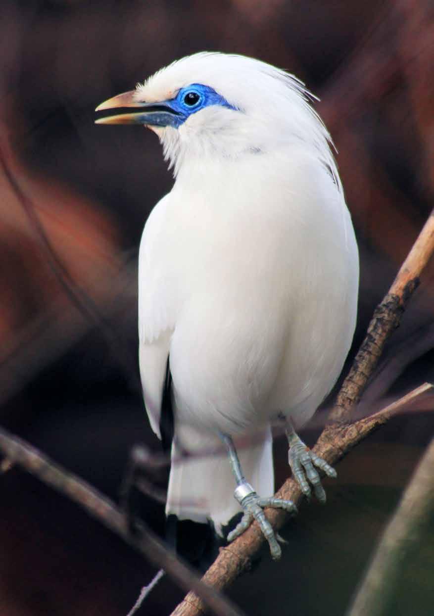 Majna Rothschildova (Leucopsar rothschildi)