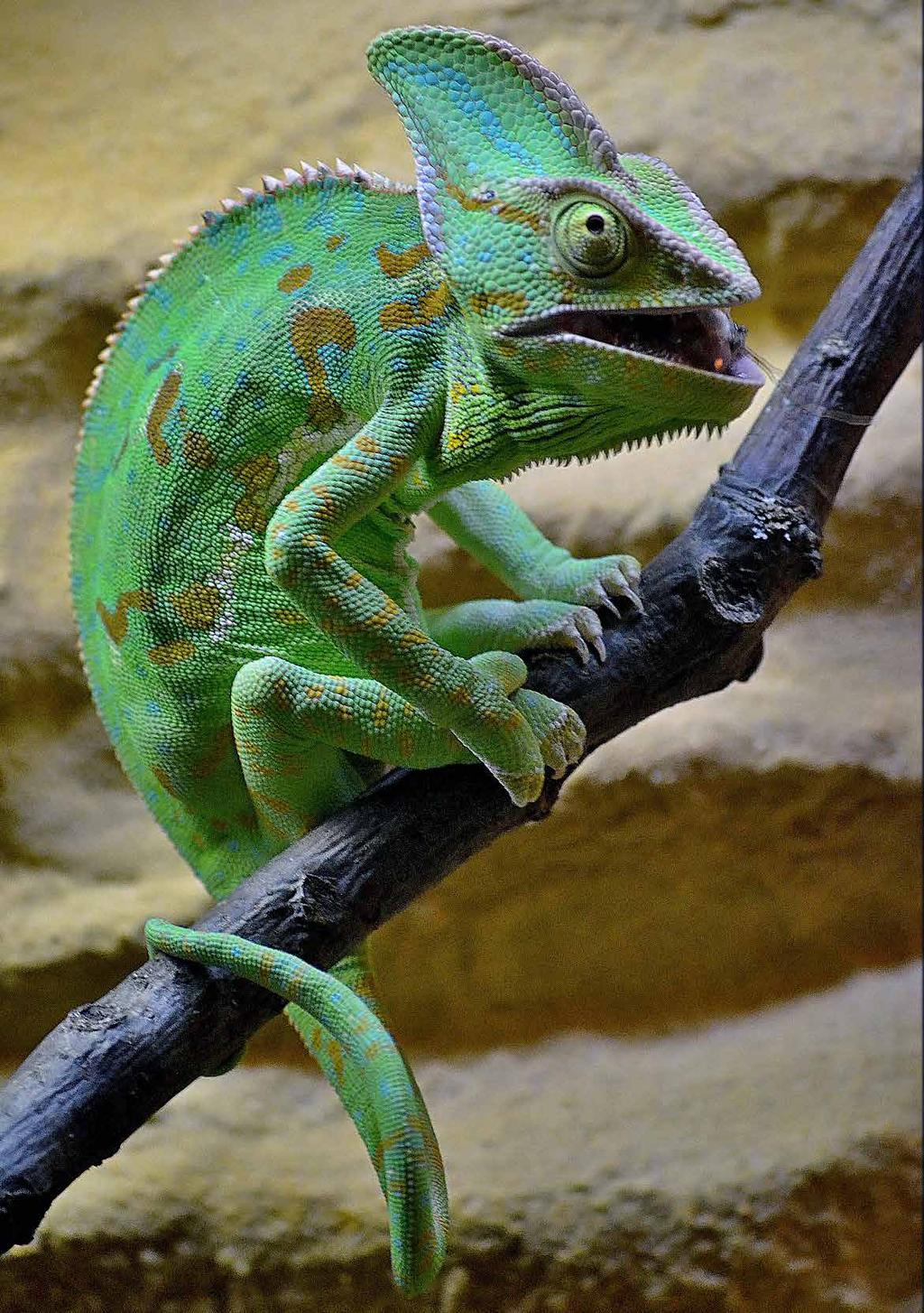 Chameleon jemenský (Chamaeleo calyptratus)