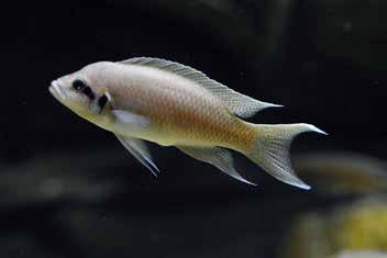 RYBY I v rámci akvárií se nám podařilo několik odchovů. Nejvíce mláďat odchovali pestřenci tanganičtí (Neolamprologus brichardi). Další přírůstky jsme zaznamenali u krunýřovce (Ancistrus sp.