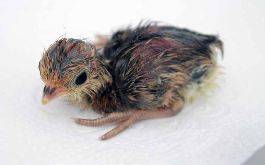 VZÁCNÉ PTAČÍ PRVOODCHOVY KUR BAMBUSOVÝ (Bambusicola thoracicus) Bc.