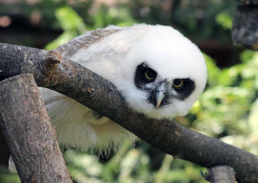 PUŠTÍK BRÝLATÝ (Pulsatrix perspicillata) Bc.
