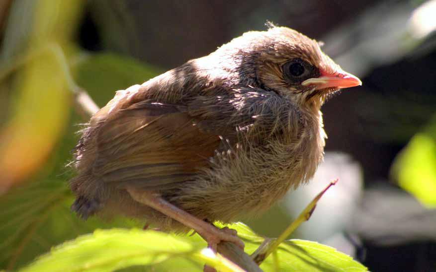 SOJKOVEC POSPOLITÝ (Garrulax lineatus) Bc. Jiří Ingr, zootechnik S chovem sojkovců pospolitých jsme v naší zahradě začali v květnu roku 2017, kdy jsme získali od soukromého chovatele jeden pár.