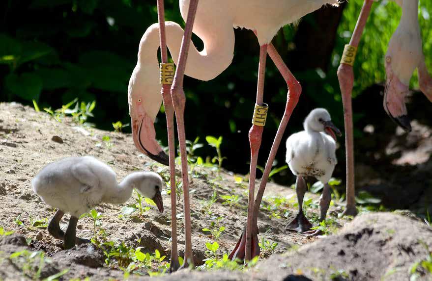Mláďata plameňáka růžového (Phoenicopterus ruber roseus) Charakteristika druhu Plameňák růžový (Phoenicopterus ruber roseus) je středně velký pták a zřejmě nejznámější zástupce své čeledi