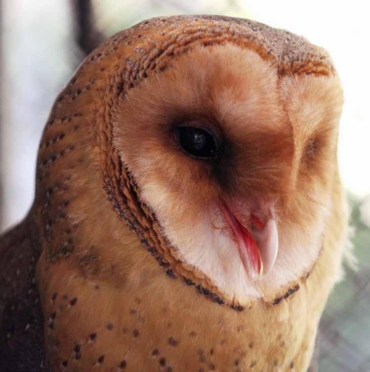 Sova pálená (Tyto alba) REINTRODUCTION OF OWLS In 2017, the successful breeding of critically endangered owl kinds continued - barn owl (Tyto alba) and little owl (Athene noctua).