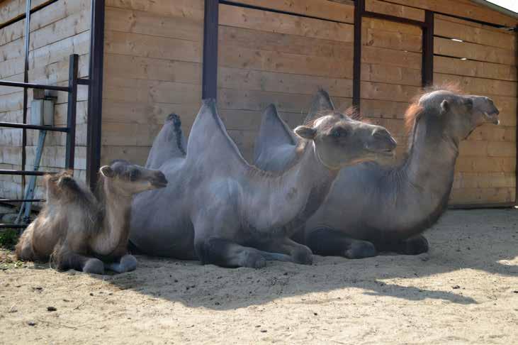 ODCHOV PRVNÍHO MLÁDĚTE VELBLOUDA DVOUHRBÉHO V ZOO HODONÍN Andrea Theimerová, chovatelka Ing. Lenka Štursová, zooložka Zoo Hodonín chová velbloudy dvouhrbé (Camelus bactrianus) již čtyři roky.