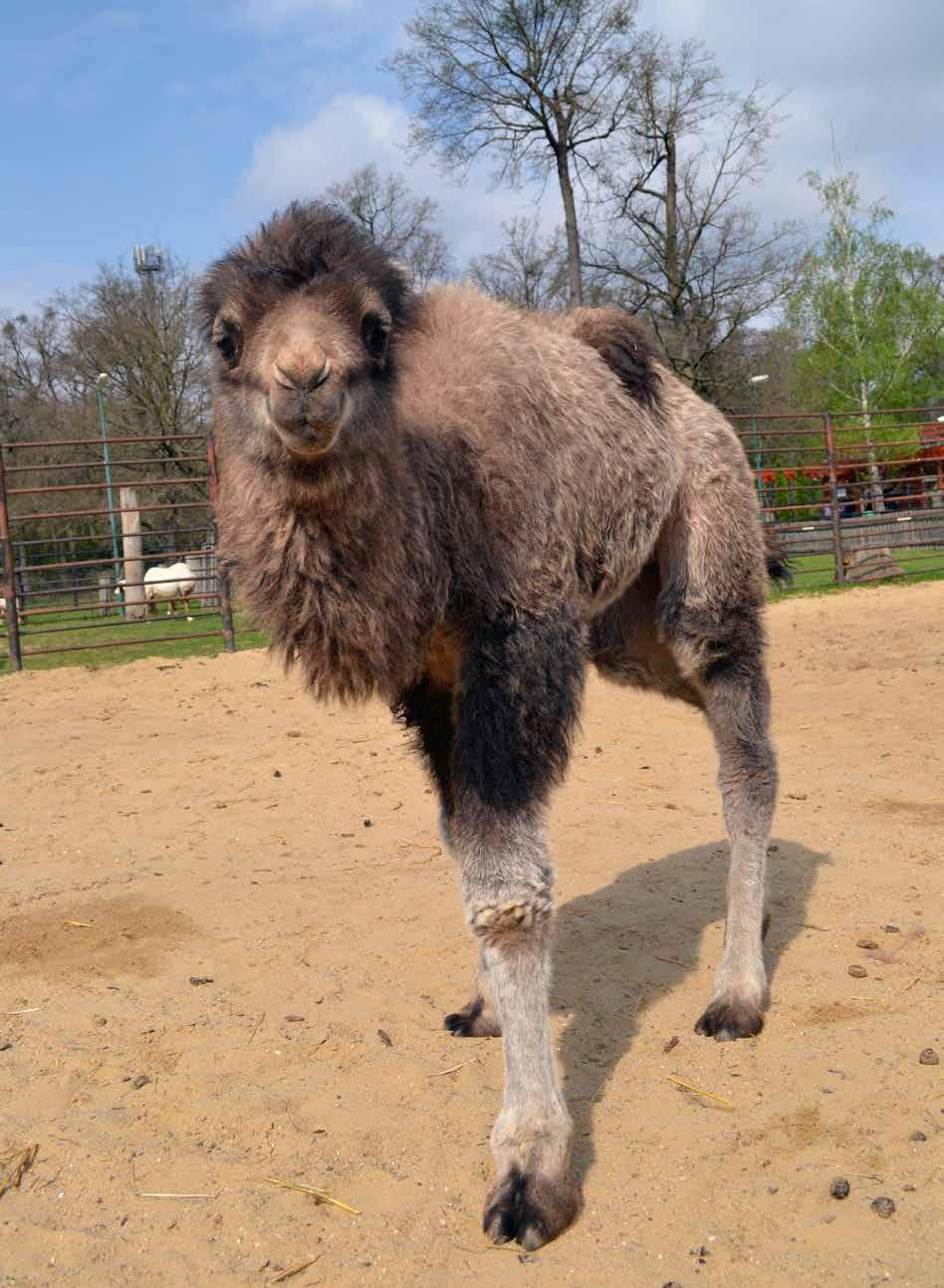 Mládě velblouda dvouhrbého (Camelus bactrianus)