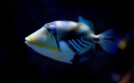 Jmenujme například tilápii madagaskarskou (Paratilapia polleni), jejíž pár jsme dovezli ze Zoo Ostrava.