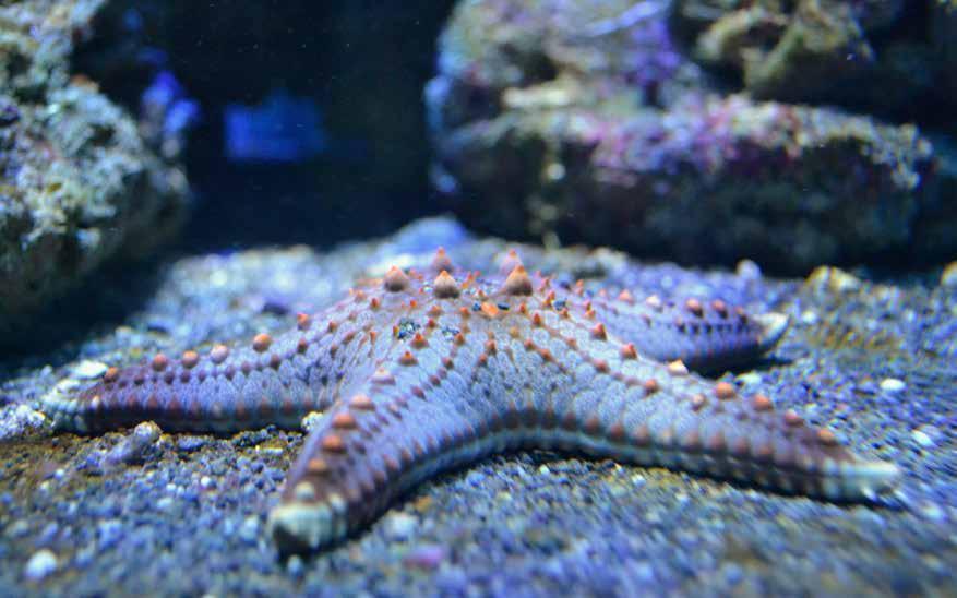 Ve sladkovodních nádržích jsme se rozhodli pro kompletní změnu expozice krabů (Gecarcinus quadratus). Na zakázku jsme nechali vyrobit nové pozadí a dovezli jsme 15 nových zvířat.