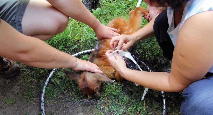 VETERINÁRNÍ PÉČE Ing. Lenka Štursová, zooložka MVDr.